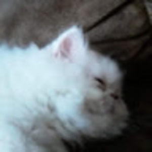 Meet your Posher, Darrin